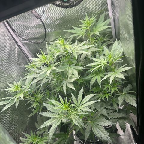 Bubble Gum growlog timeline photo