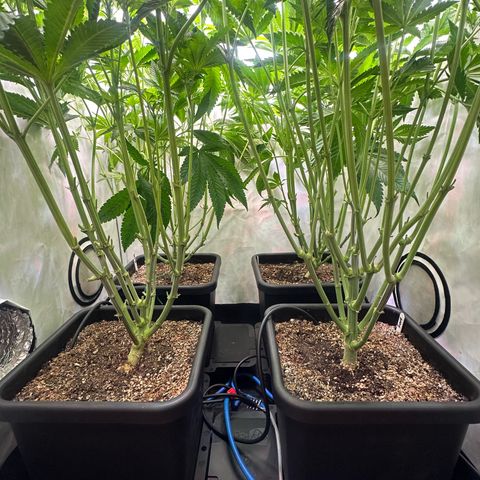 Frostade growlog timeline photo