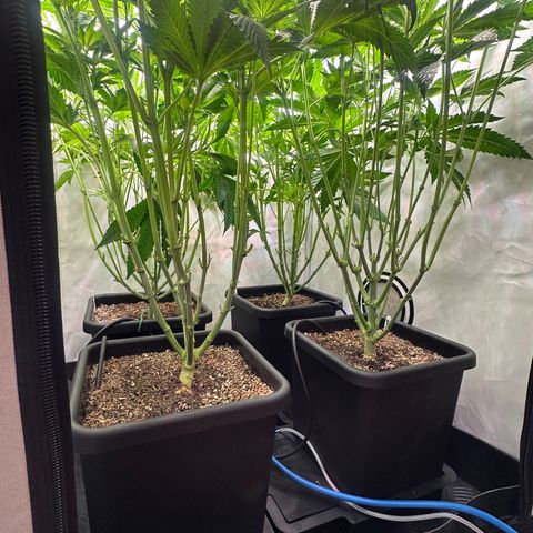 Frostade growlog timeline photo