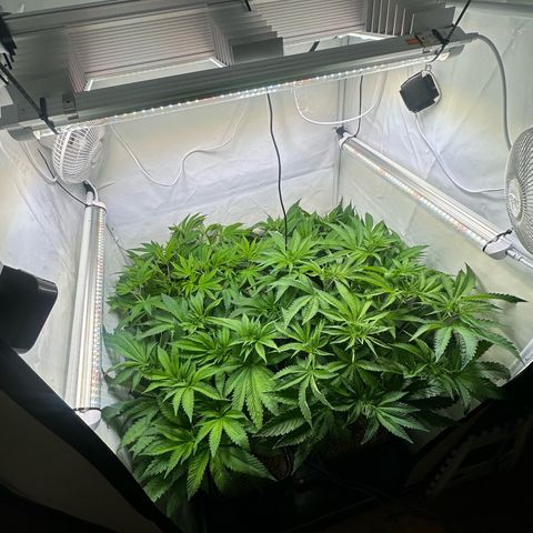 Frostade growlog timeline photo