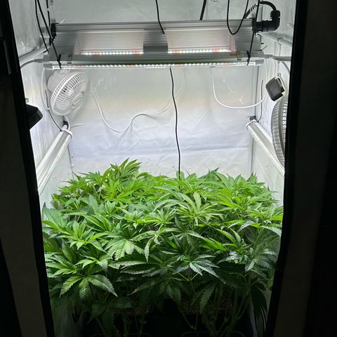 Frostade growlog timeline photo