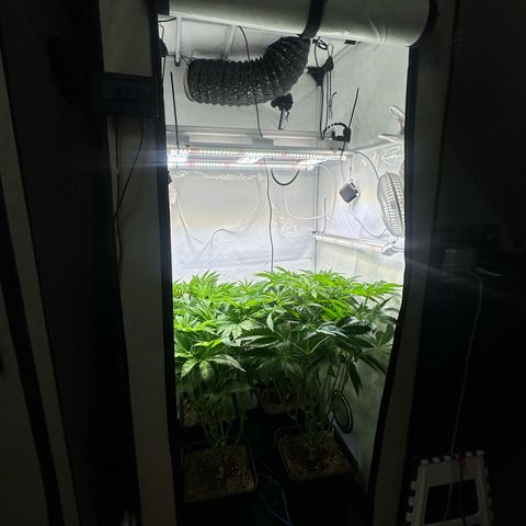 Frostade growlog timeline photo