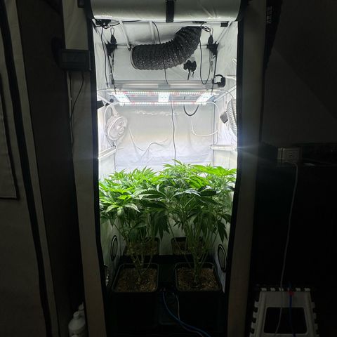 Frostade growlog timeline photo