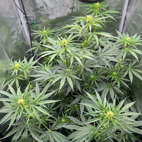 Bubble Gum growlog timeline photo