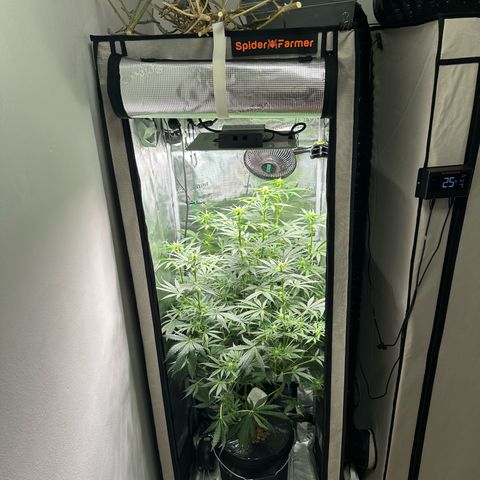 Bubble Gum growlog timeline photo