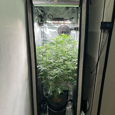 Bubble Gum growlog timeline photo