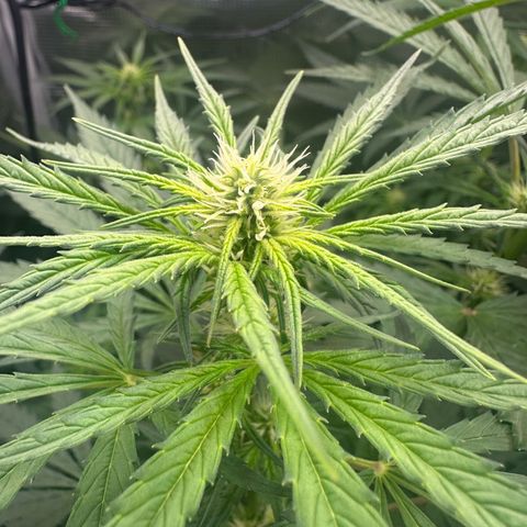 Bubble Gum growlog timeline photo
