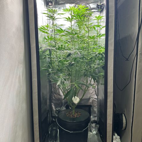 Bubble Gum growlog timeline photo