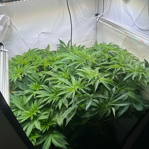 Frostade growlog timeline photo