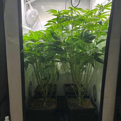 Frostade growlog timeline photo