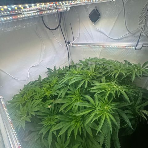 Frostade growlog timeline photo