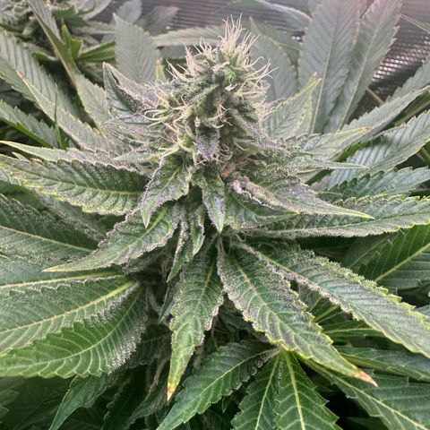 Blackberry Moonrocks growlog timeline photo
