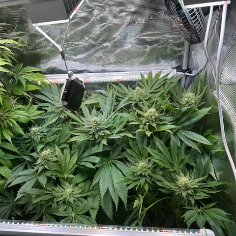 Blackberry Moonrocks growlog timeline photo