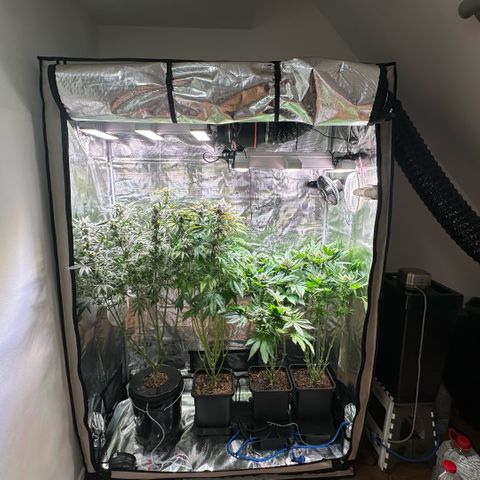 Blackberry Moonrocks growlog timeline photo