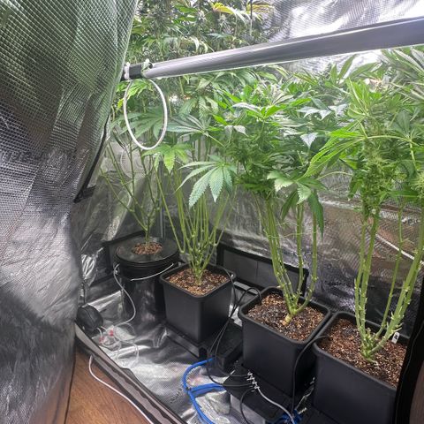 Blackberry Moonrocks growlog timeline photo