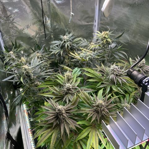 Frostade growlog timeline photo