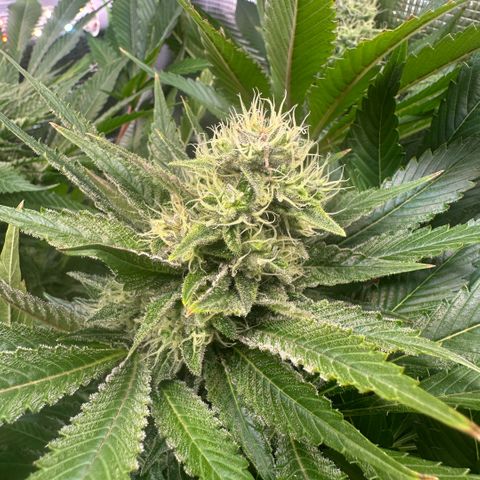 Blackberry Moonrocks growlog timeline photo