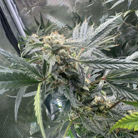 Bubble Gum growlog timeline photo