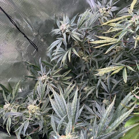 Bubble Gum growlog timeline photo
