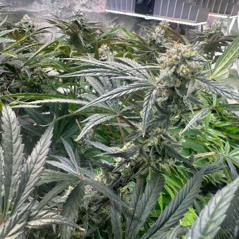 Bubble Gum growlog timeline photo