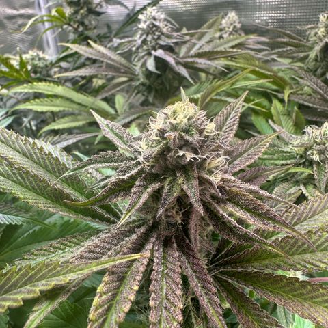 Frostade growlog timeline photo