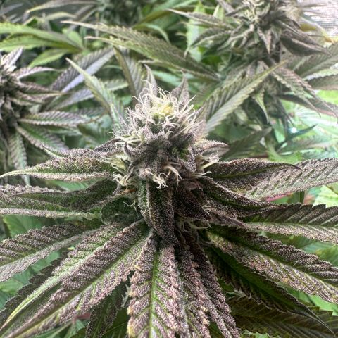 Frostade growlog timeline photo