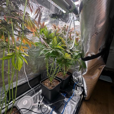 Blackberry Moonrocks growlog timeline photo