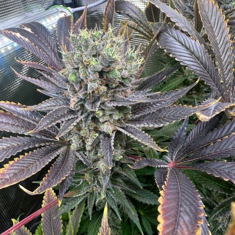 Blackberry Moonrocks growlog timeline photo