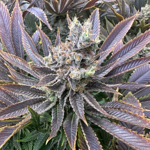 Blackberry Moonrocks growlog timeline photo