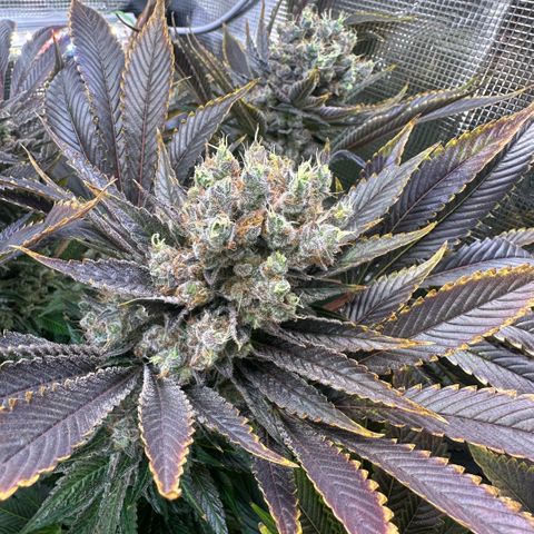 Blackberry Moonrocks growlog timeline photo