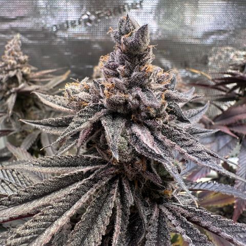 Frostade growlog timeline photo