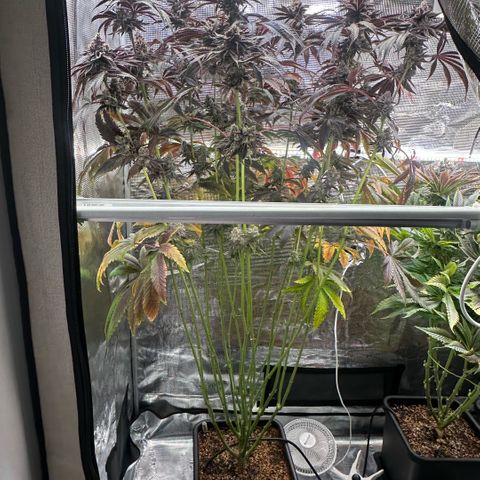 Frostade growlog timeline photo