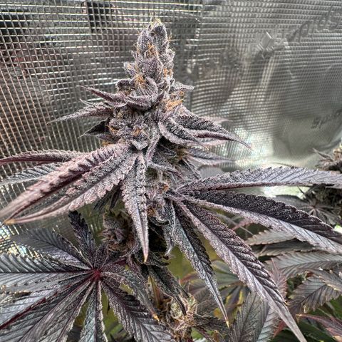 Frostade growlog timeline photo