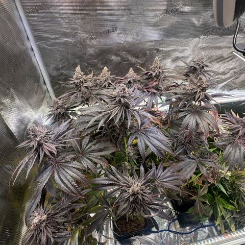 Frostade growlog timeline photo