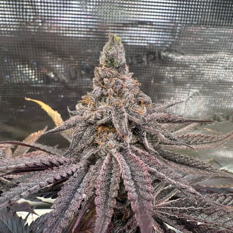 Frostade growlog timeline photo