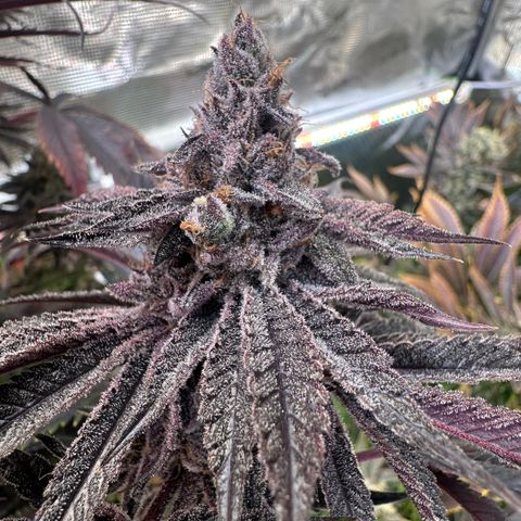 Frostade growlog timeline photo
