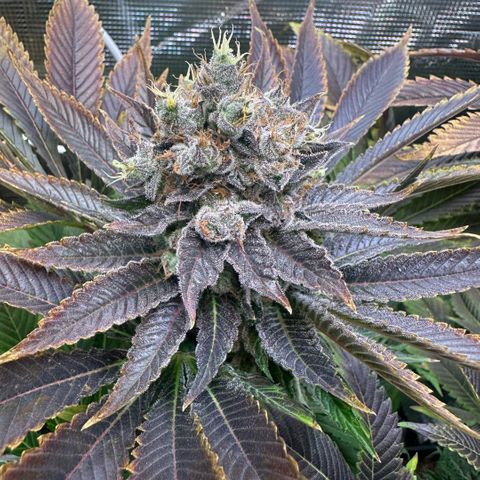 Blackberry Moonrocks growlog timeline photo