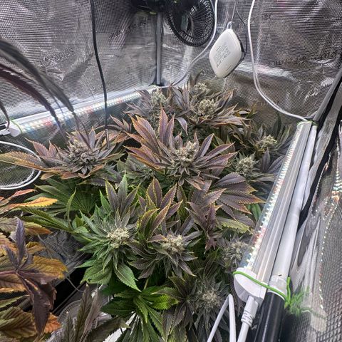 Blackberry Moonrocks growlog timeline photo