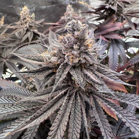 Frostade growlog timeline photo