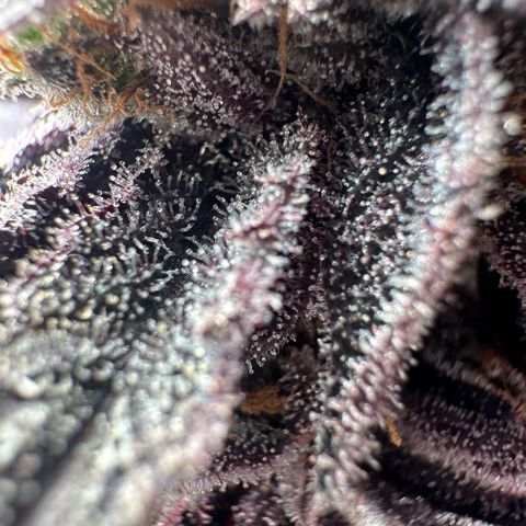 Frostade growlog timeline photo