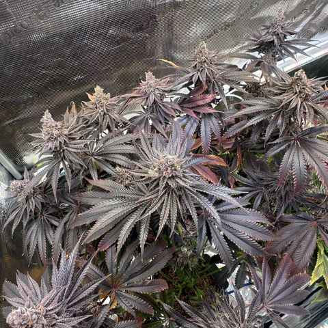 Frostade growlog timeline photo