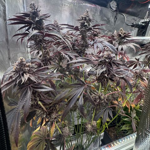 Frostade growlog timeline photo