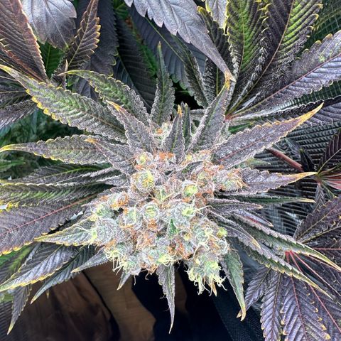 Blackberry Moonrocks growlog timeline photo