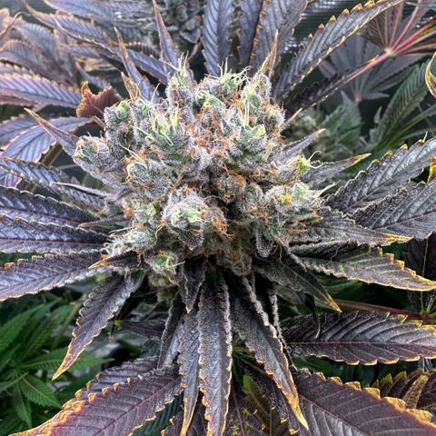 Blackberry Moonrocks growlog timeline photo