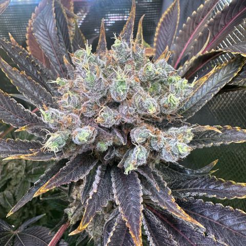 Blackberry Moonrocks growlog timeline photo