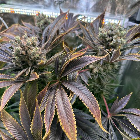 Blackberry Moonrocks growlog timeline photo