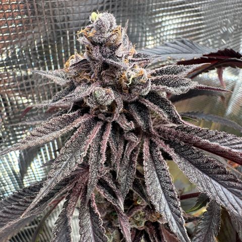 Frostade growlog timeline photo