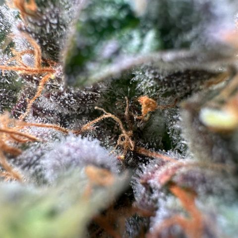 Blackberry Moonrocks growlog timeline photo