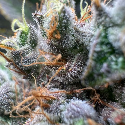 Blackberry Moonrocks growlog timeline photo