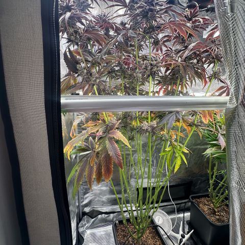 Frostade growlog timeline photo